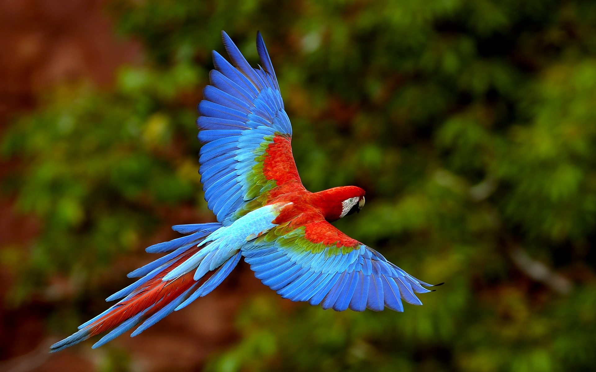 beautiful parrot wallpapers download
