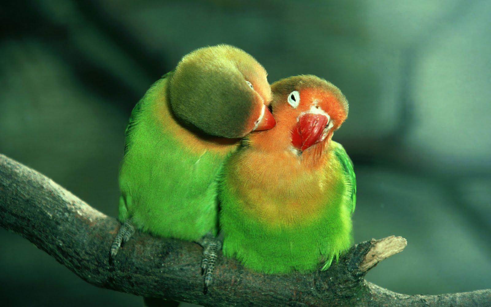Beautiful Parrots Photos