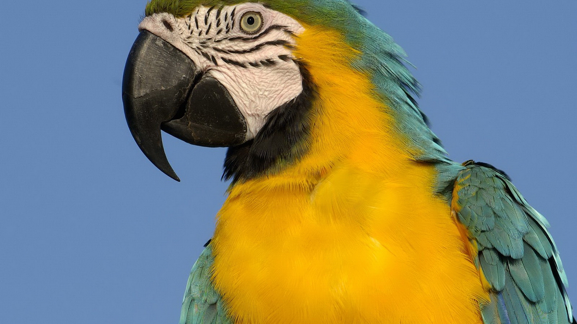 desktop african parrot pics
