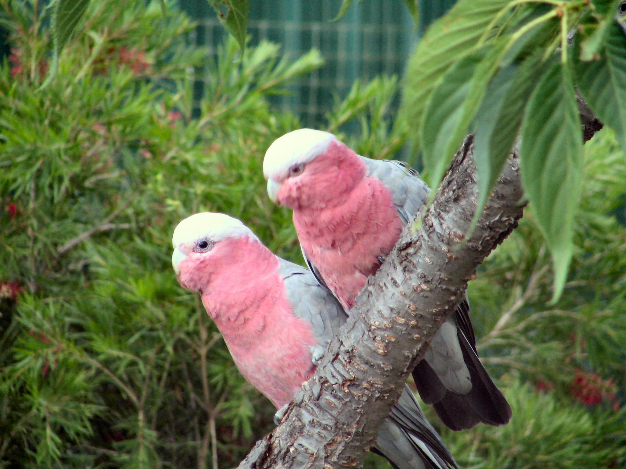 desktop hd pictures of australian parrots
