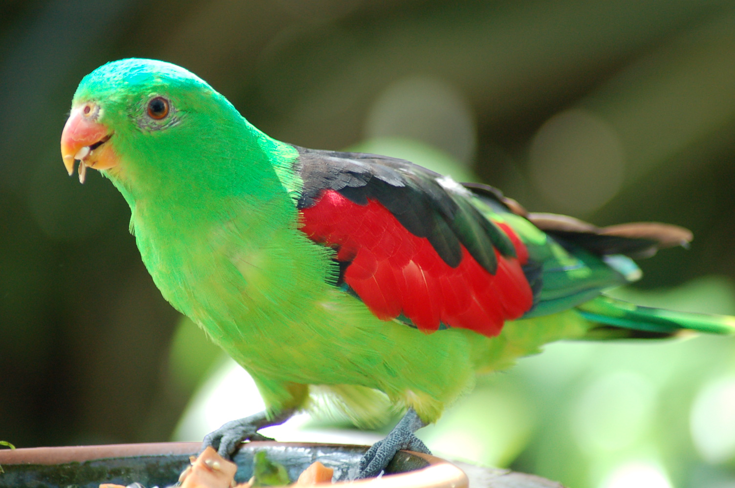 Desktop Hd Pictures Of Red Parrots