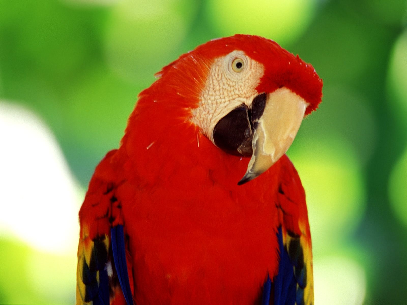 Desktop Hd Red Parrot Wallpaper