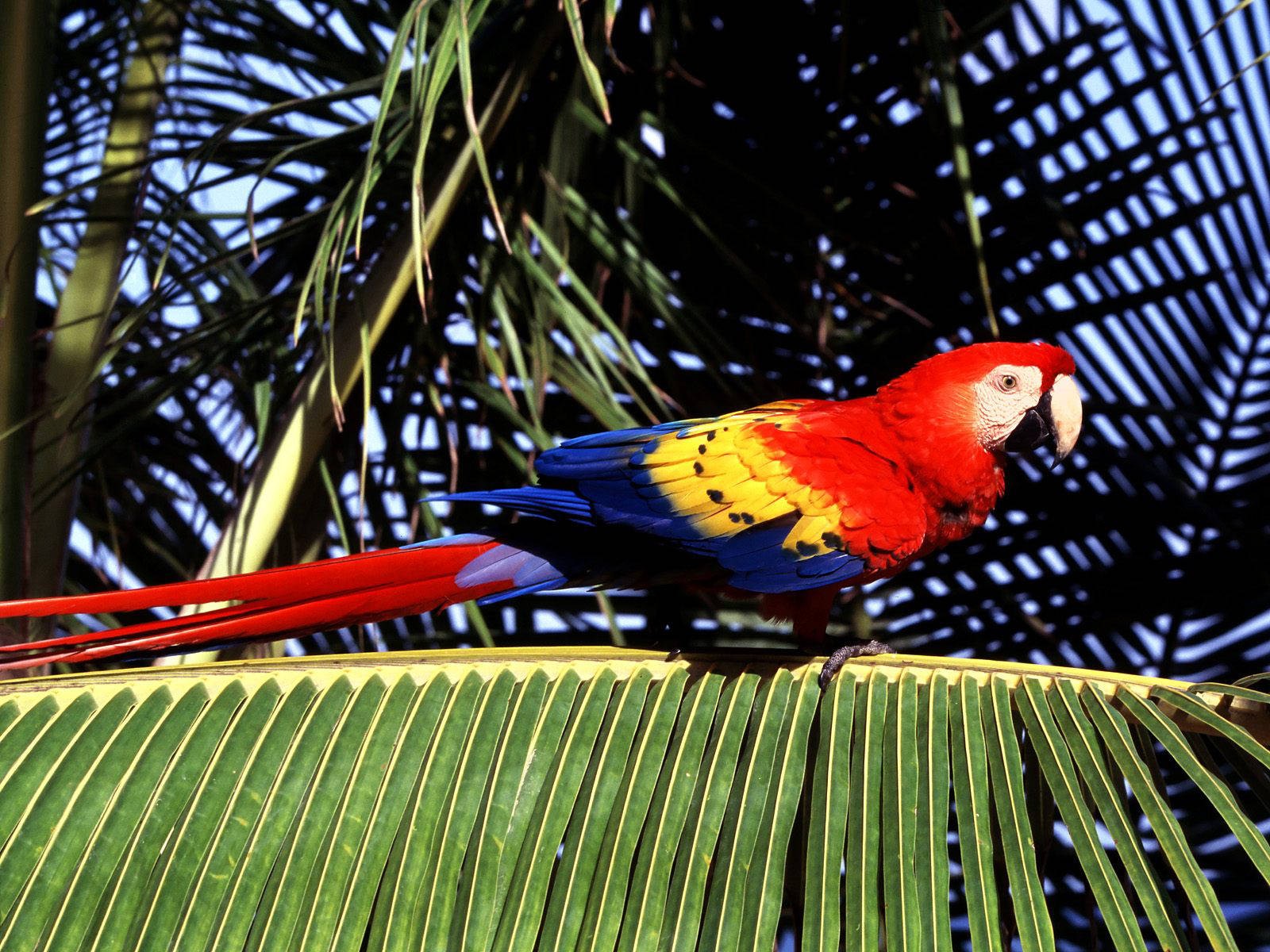 desktop hd tropical parrots pictures