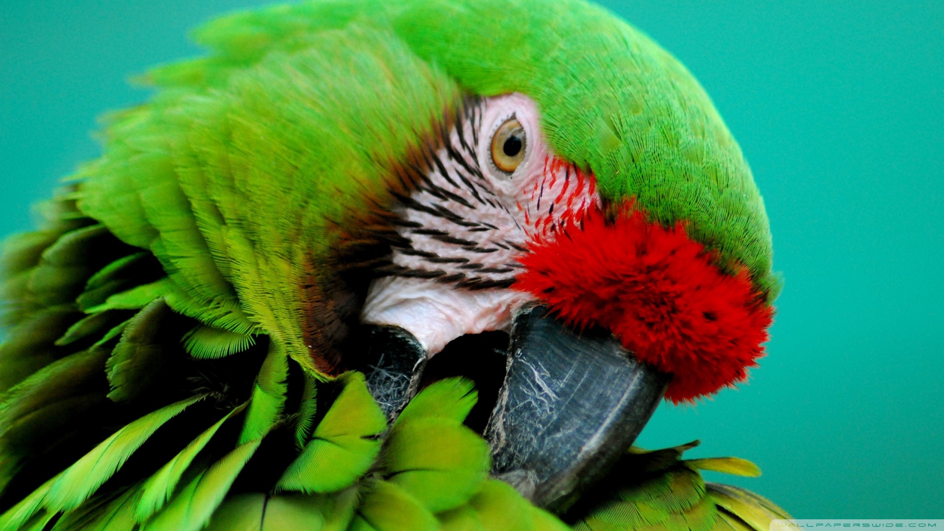 desktop hd wallpaper parrot