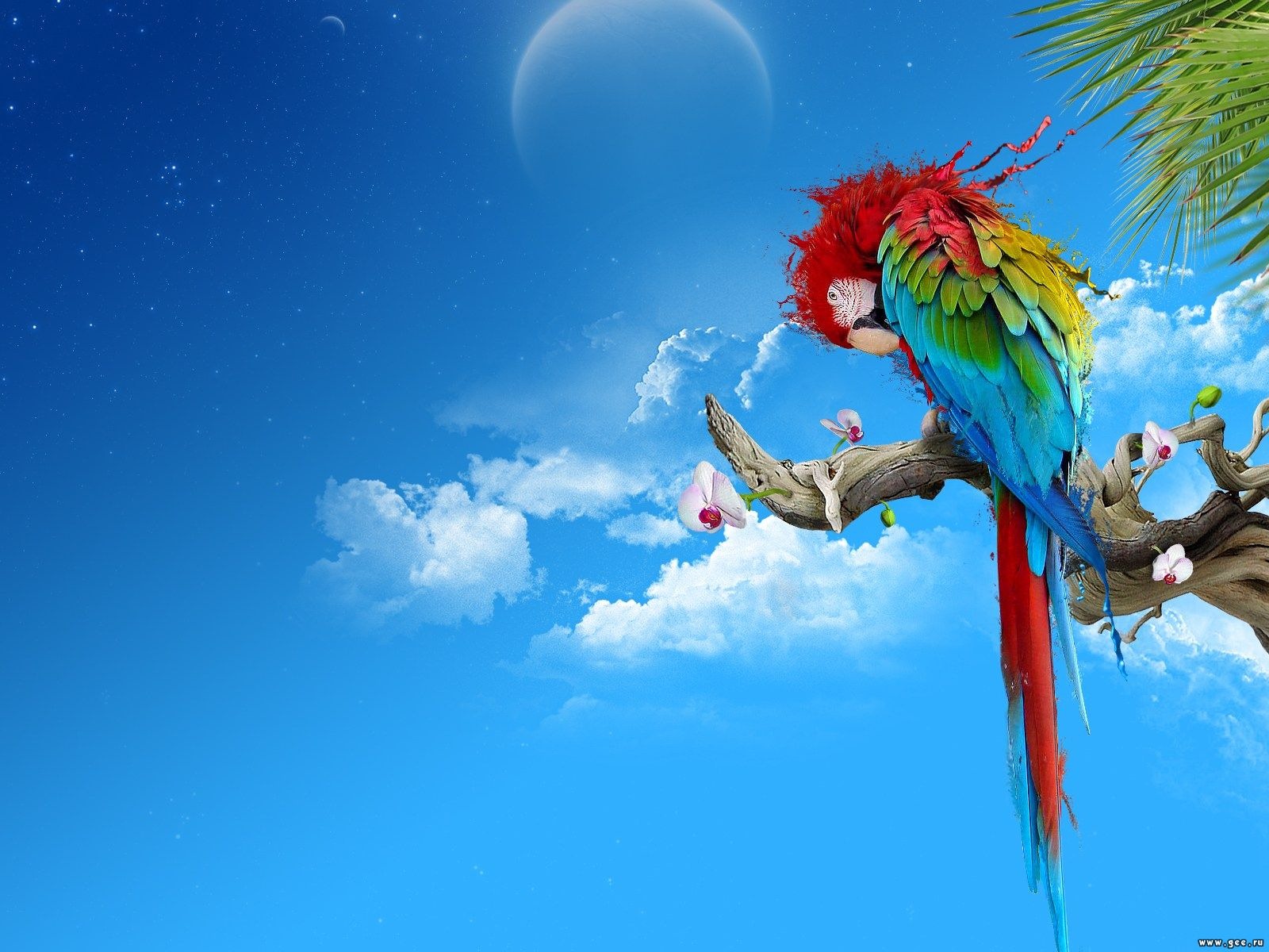 Desktop Image Of A Parrot Wallpaper