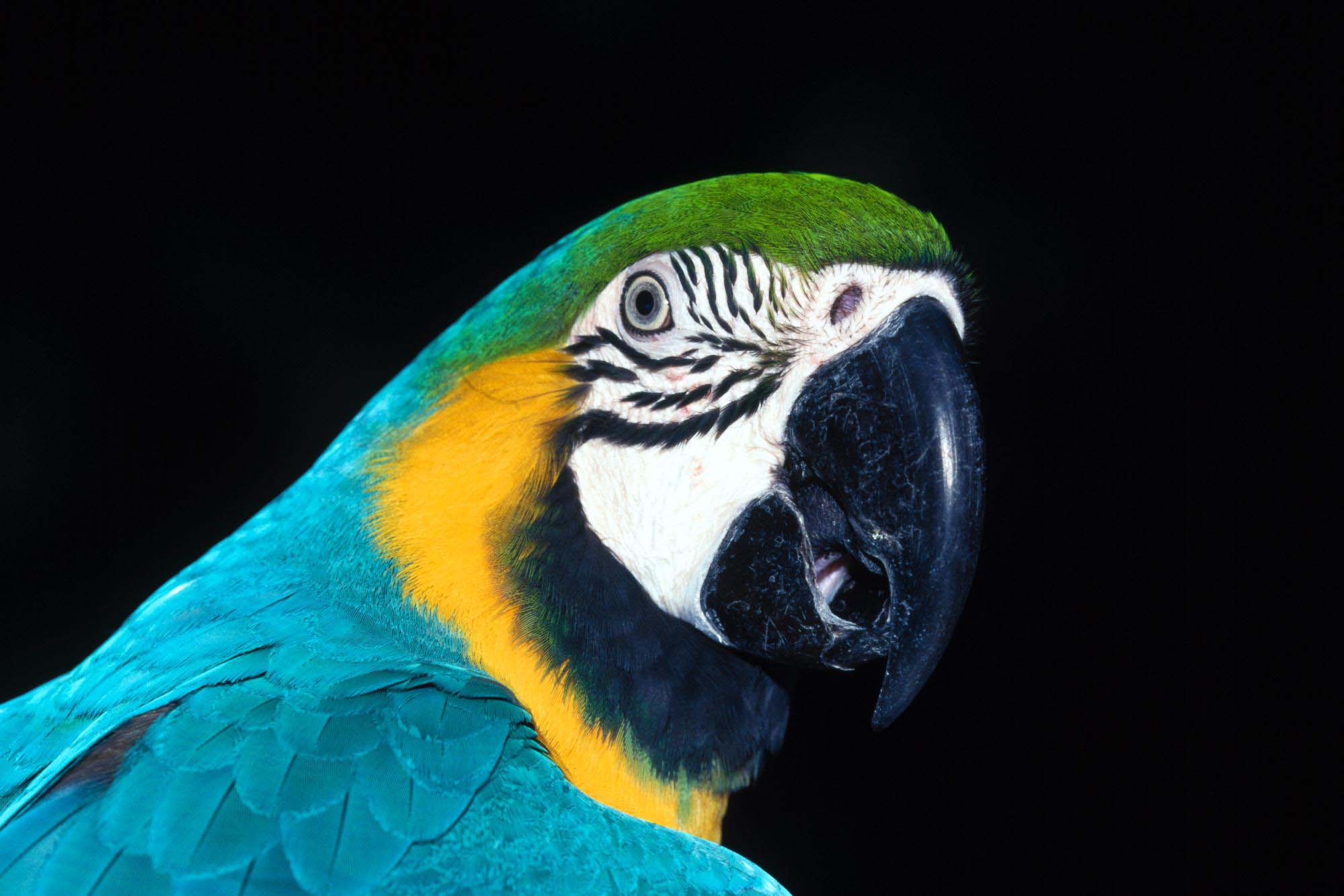 Desktop Image Parrot Bird Download