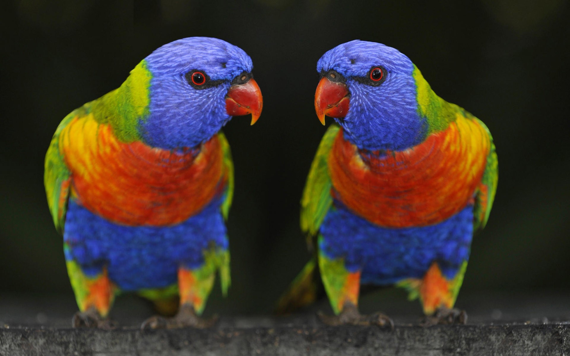 Desktop Images For Parrot