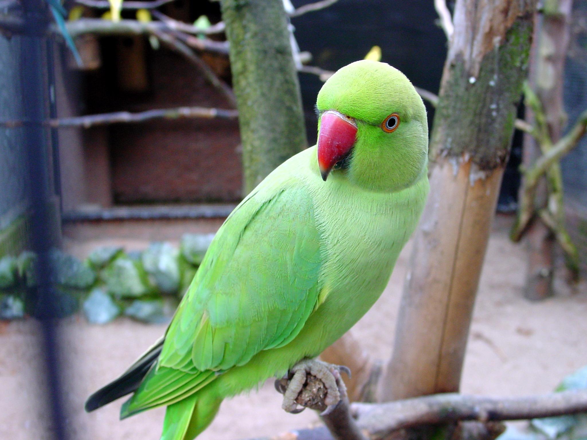 desktop images of green parrots