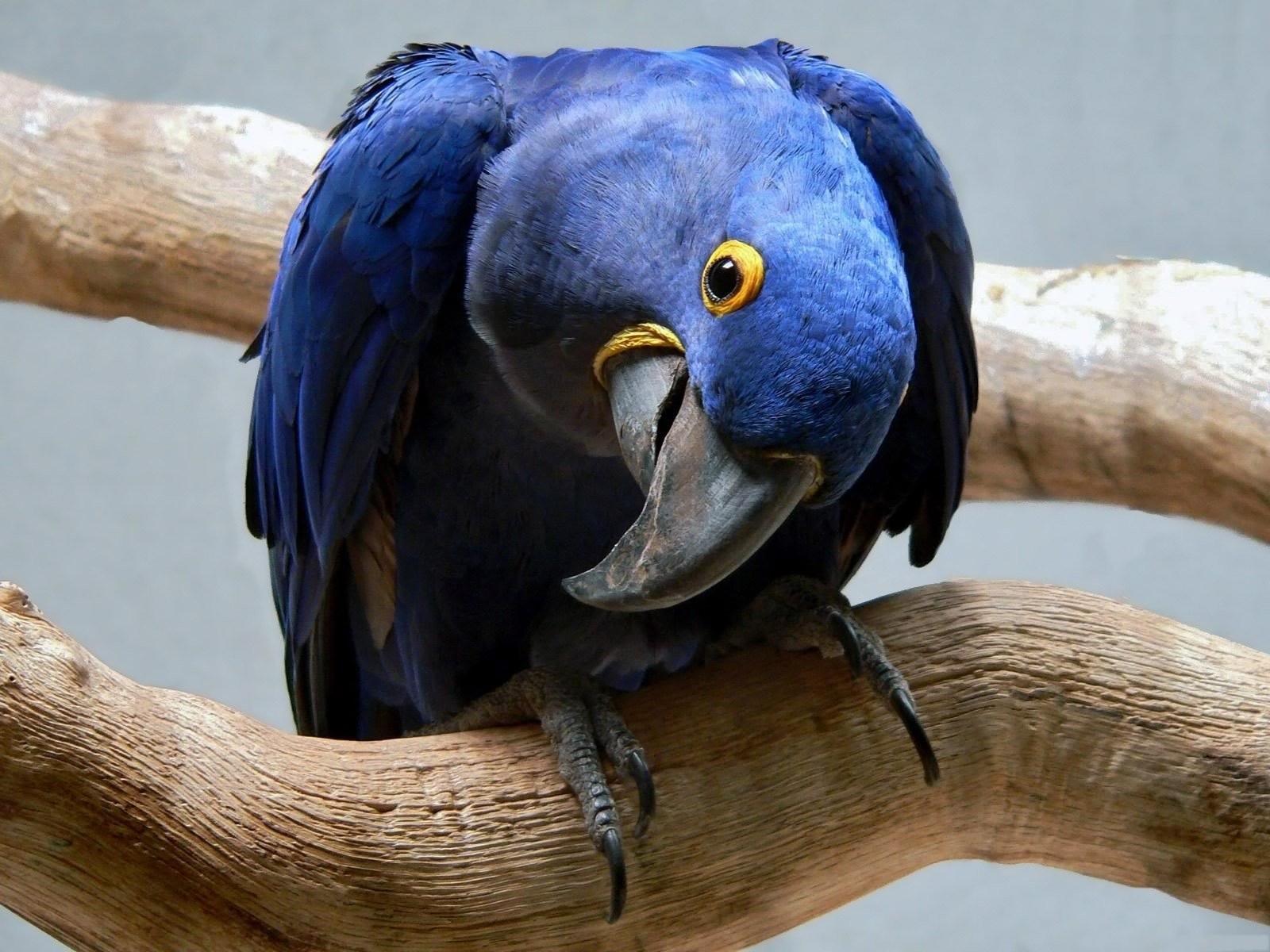 Desktop Images Of Parrot Bird Download