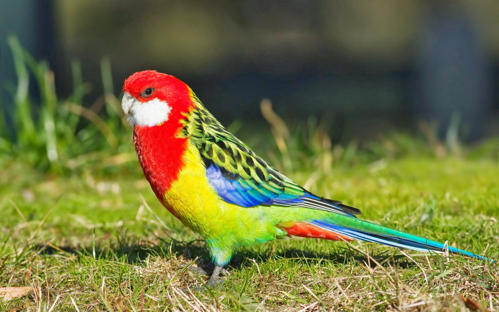 desktop images of parrot bird wallpaper