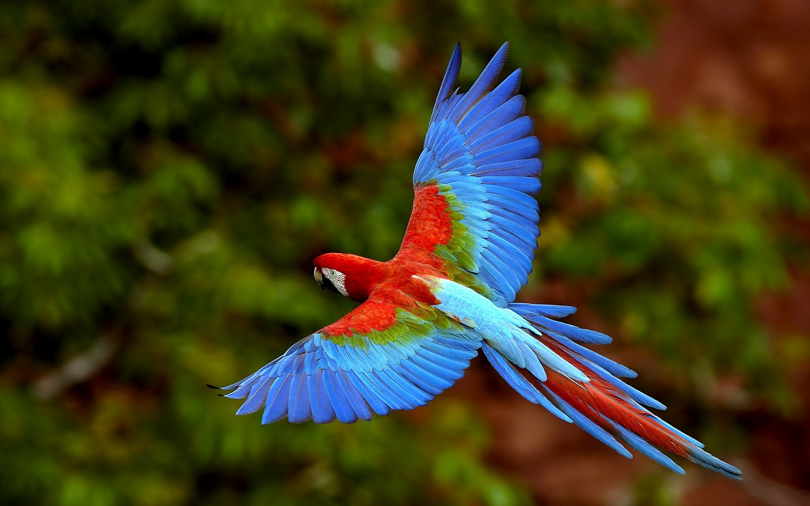 desktop images of parrots of the world
