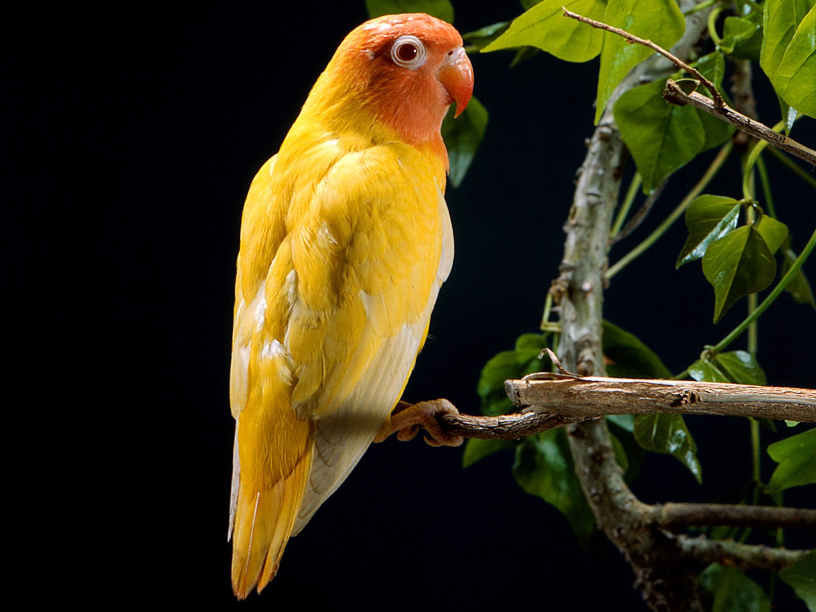 desktop images of parrots wallpaper