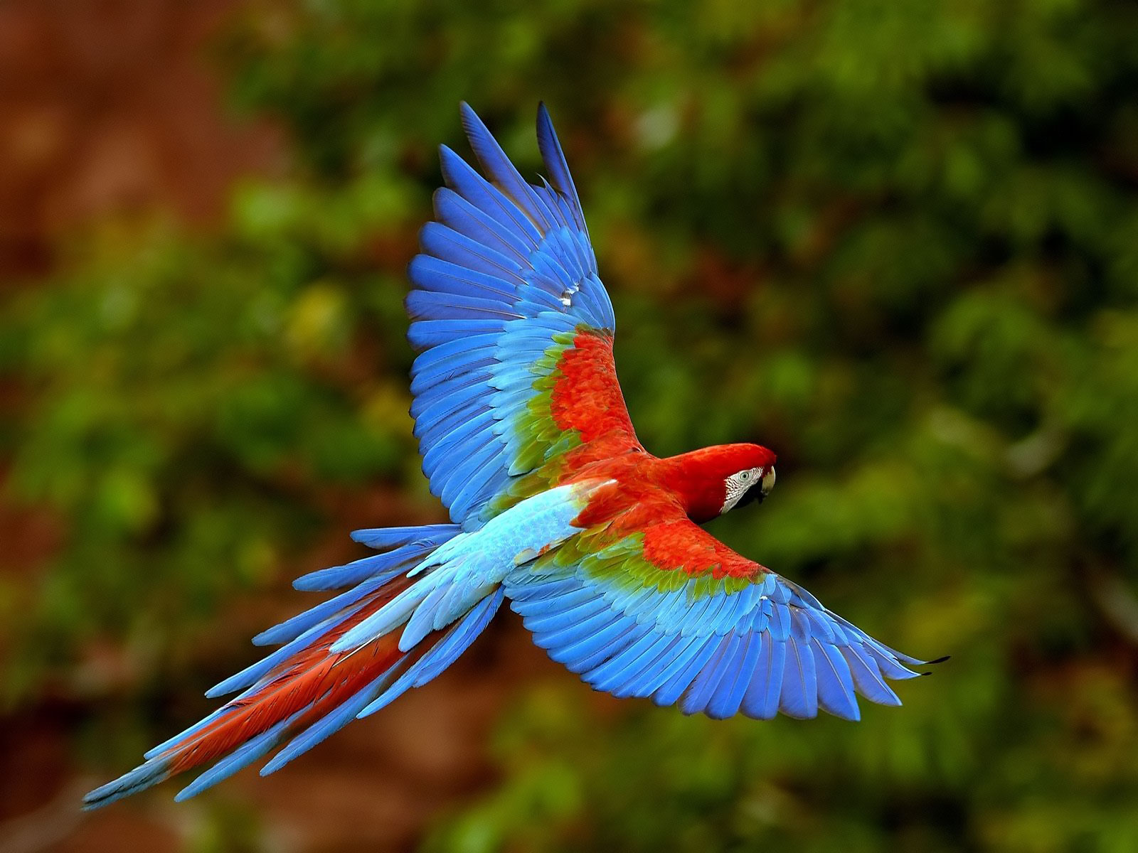 Desktop Images Parrot Bird
