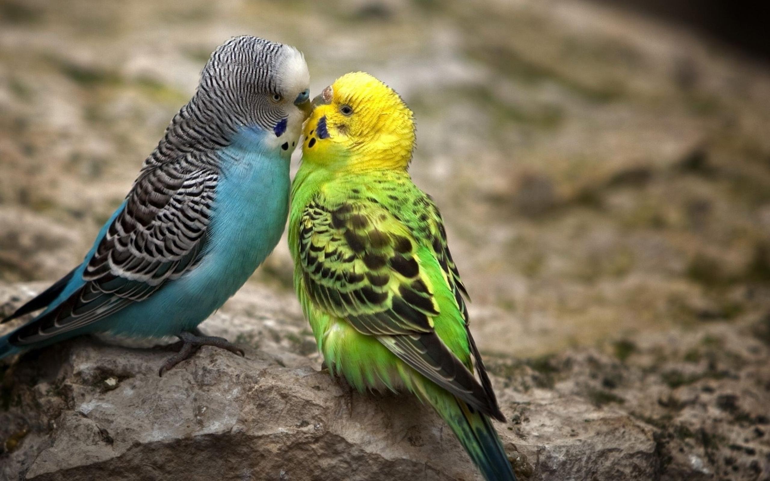 Desktop Love Parrot Photos