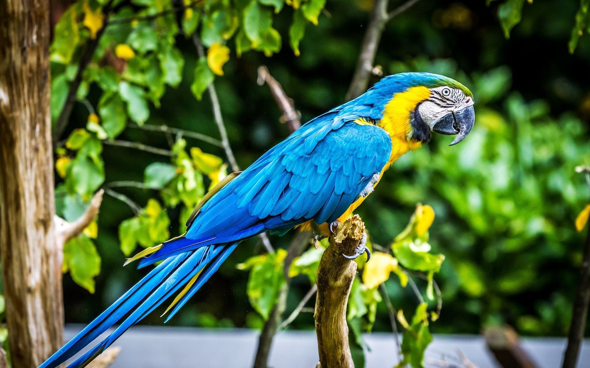 desktop macaw parrot images