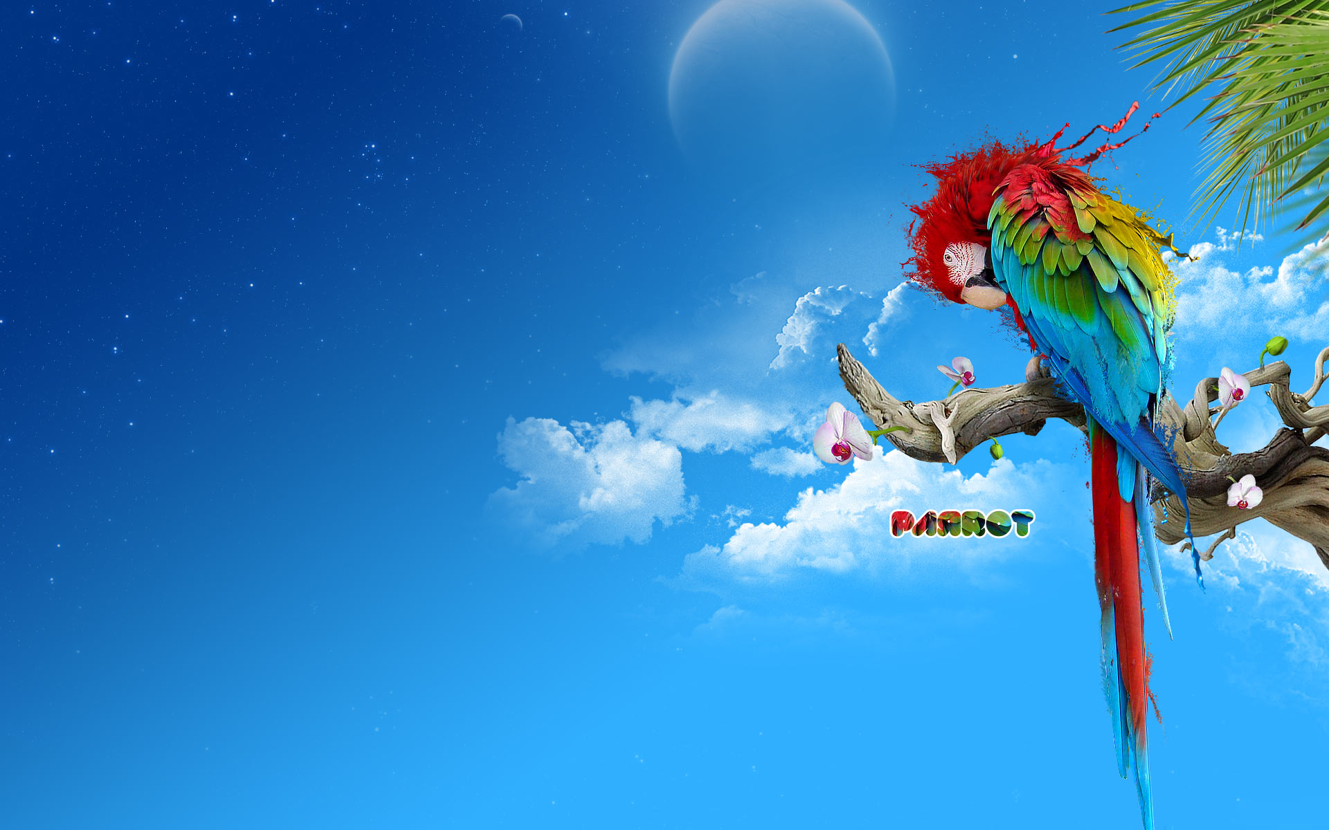 Desktop Macaw Parrot Wallpaper