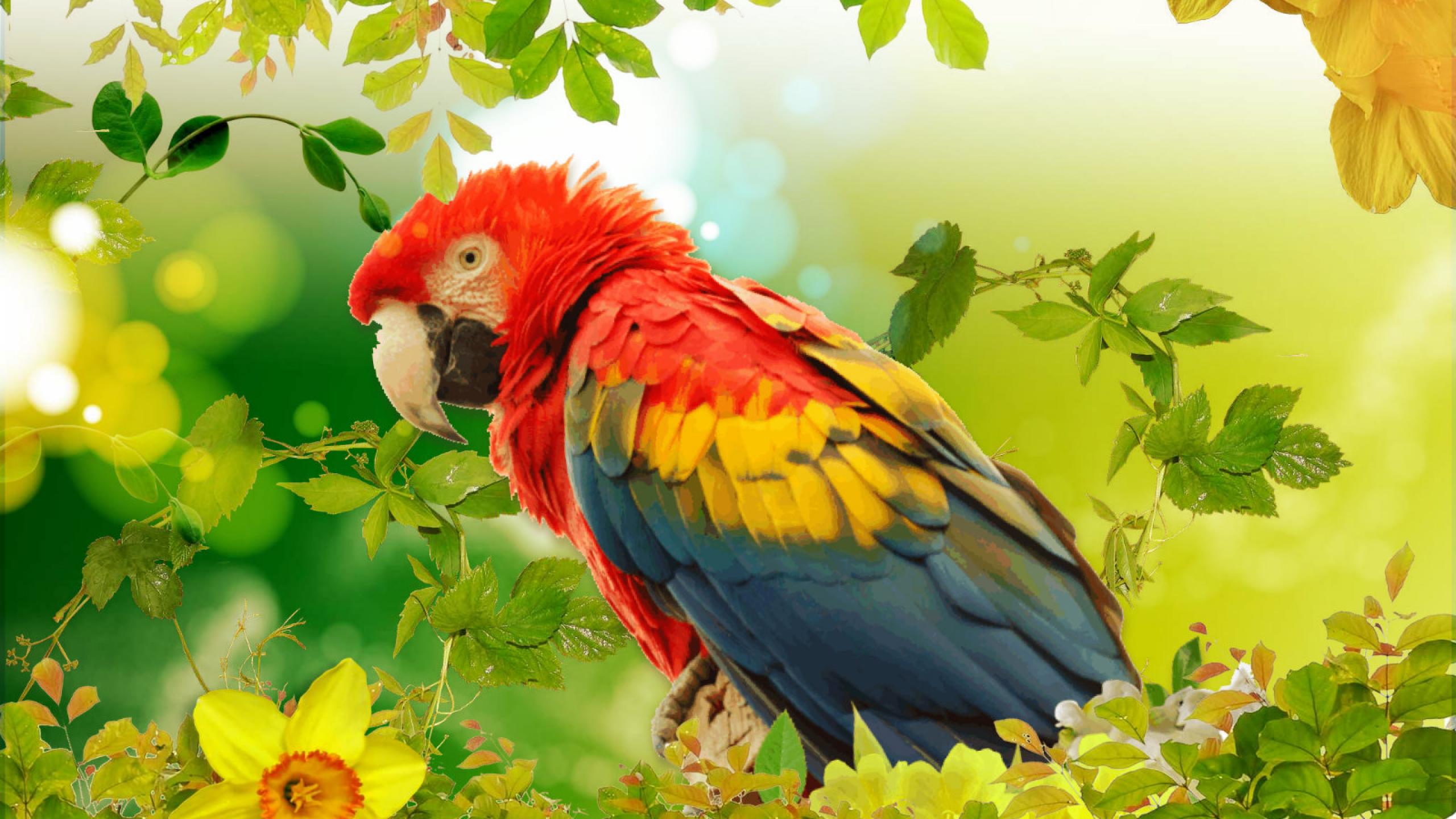 Desktop Parrot Bird Images Download