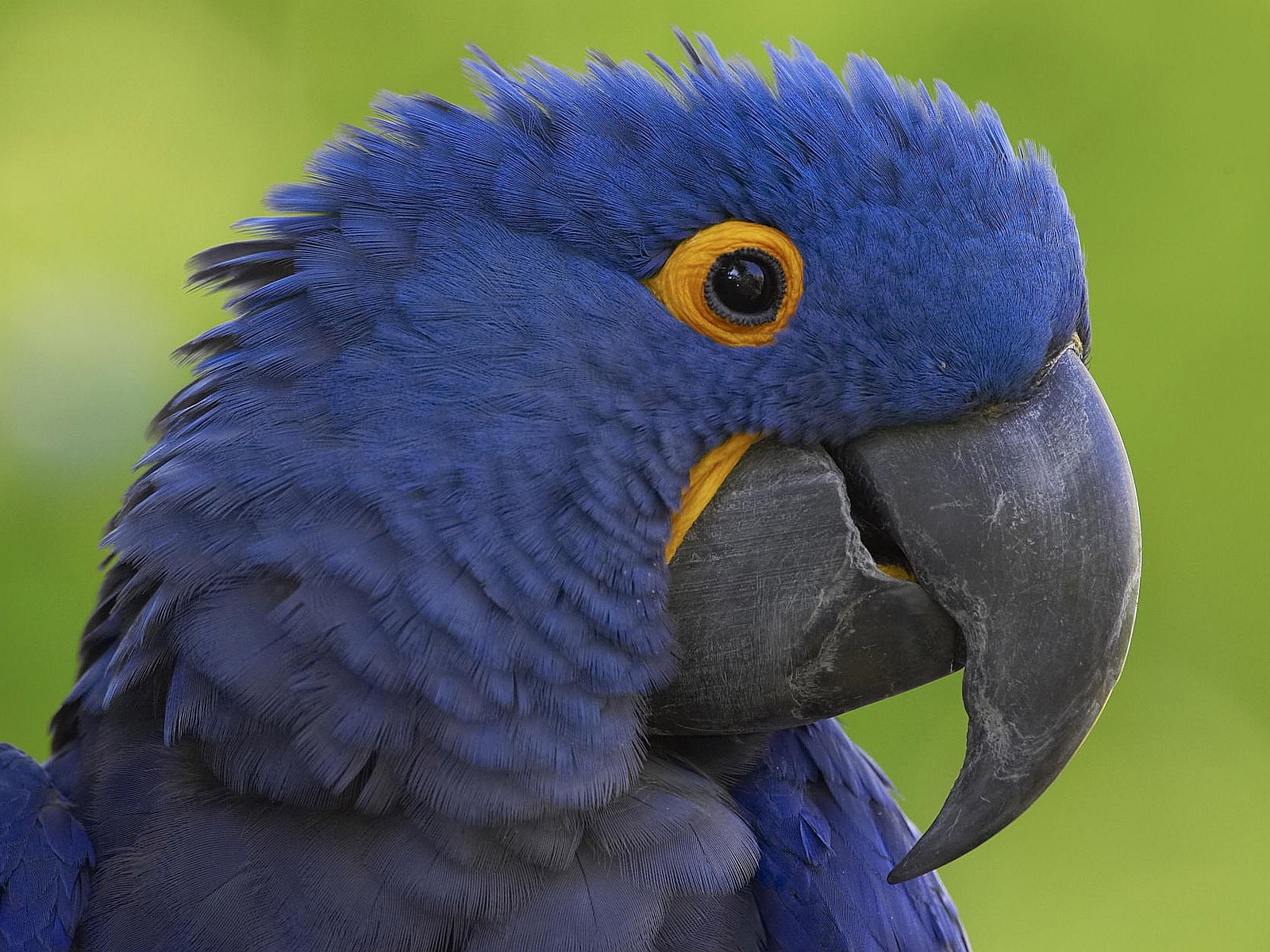 Desktop Parrot Bird Photos Download
