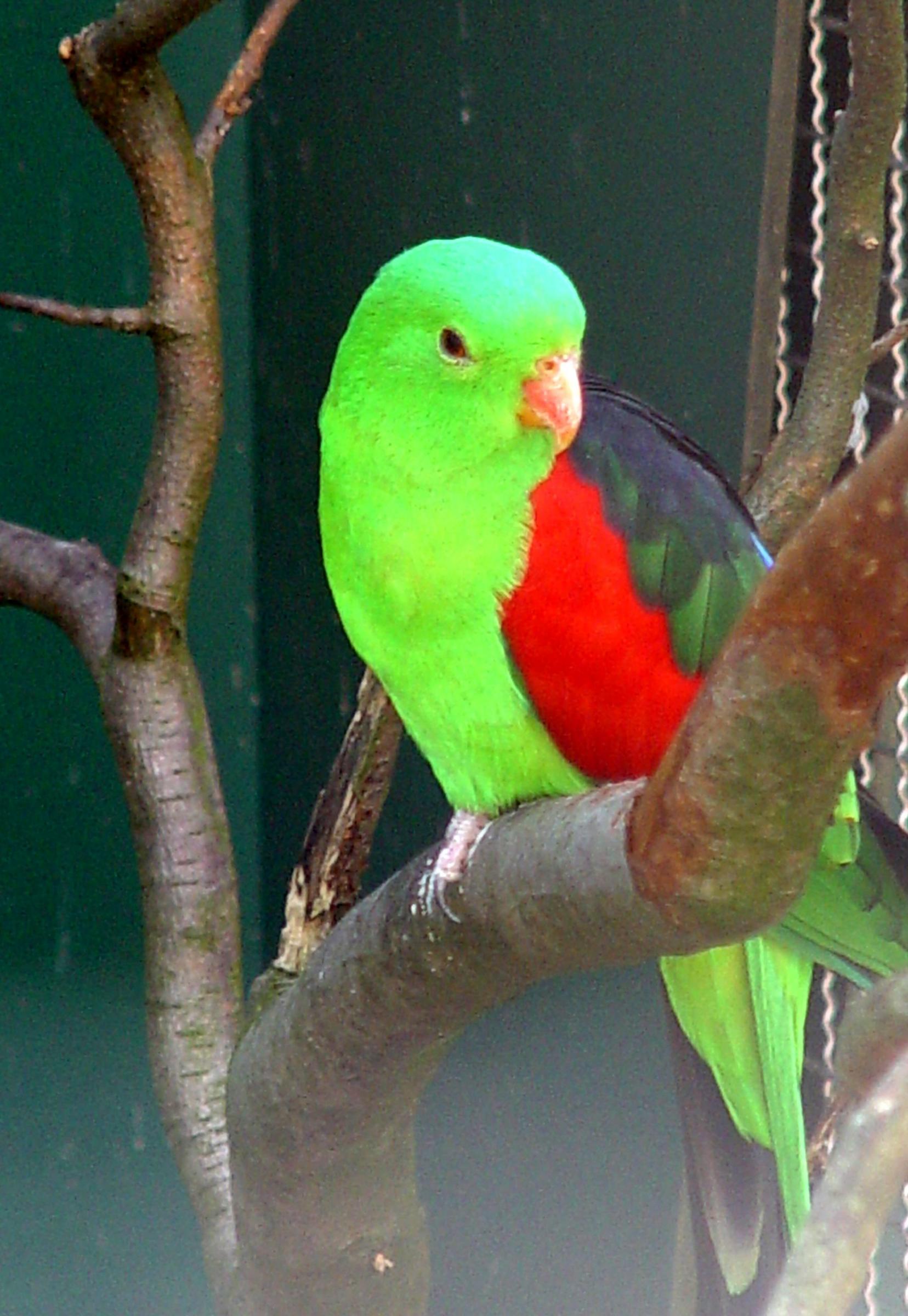 Desktop Parrot Bird Photos