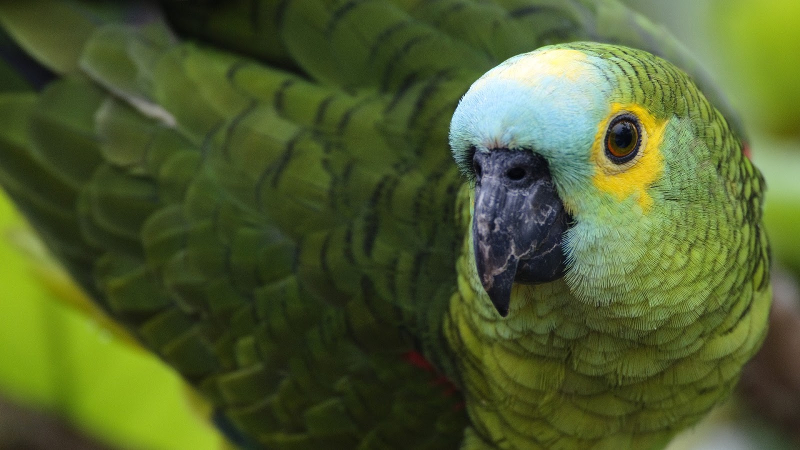 desktop parrot bird pics free