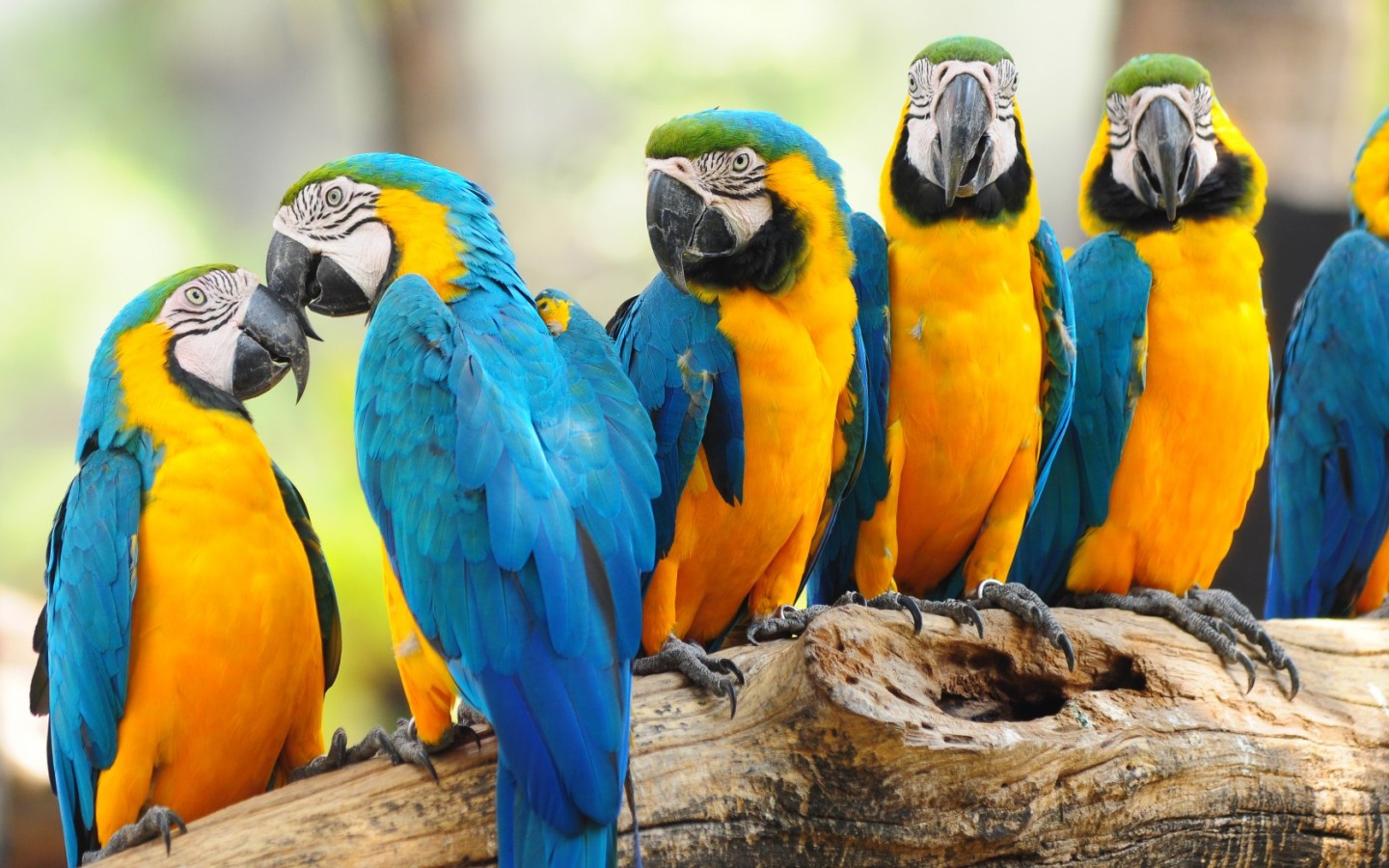 desktop parrot birds pics wallpaper