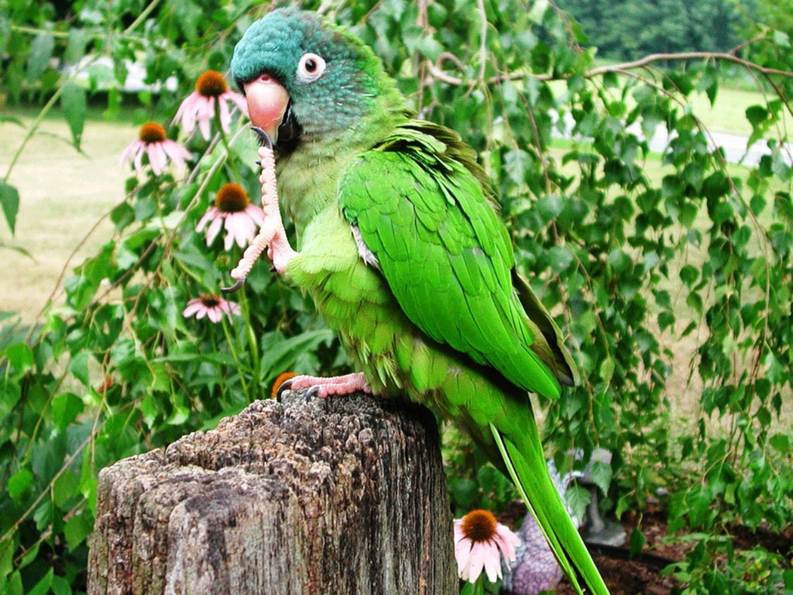 desktop parrot hd images