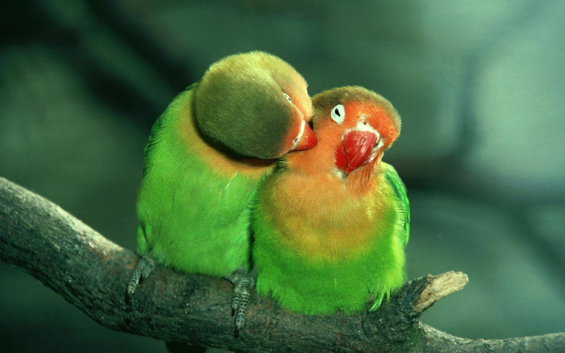 Desktop Parrot Love Wallpaper