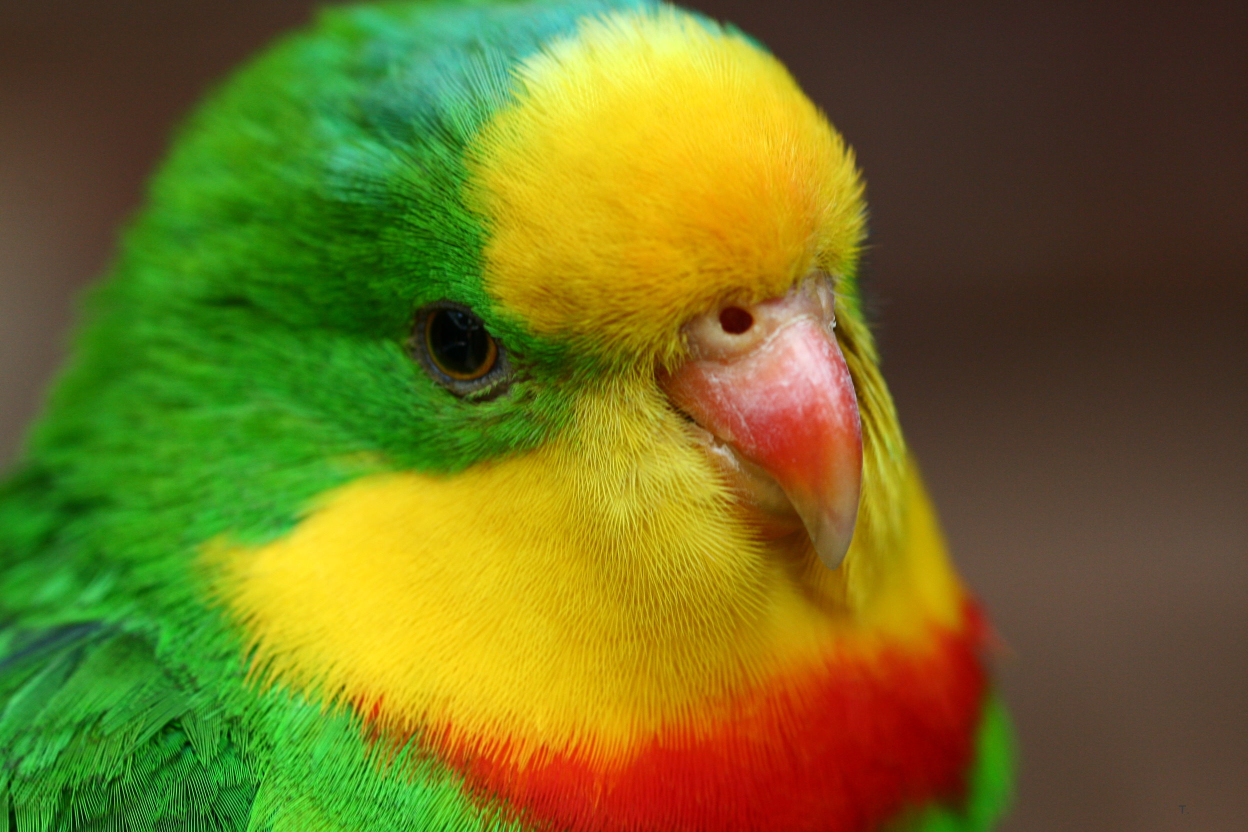 Desktop Parrot Photo Hd