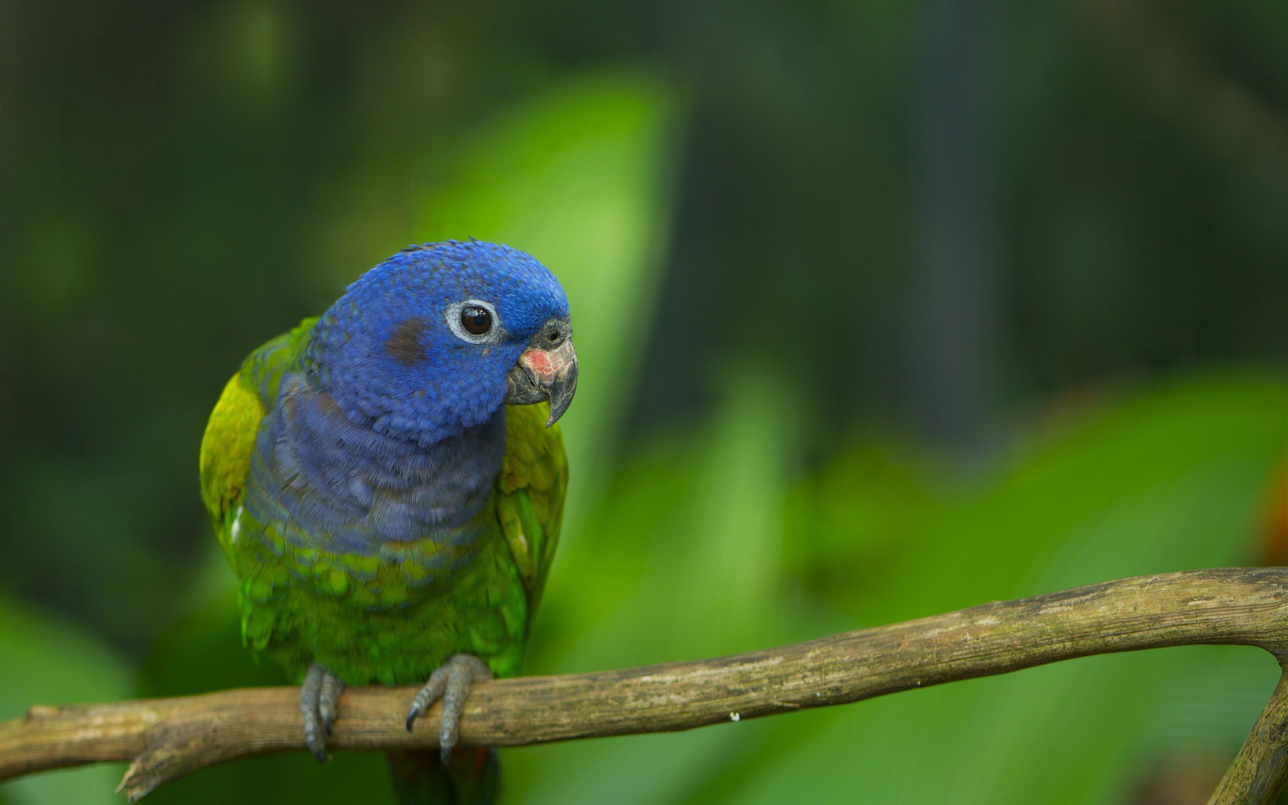 desktop parrot photo