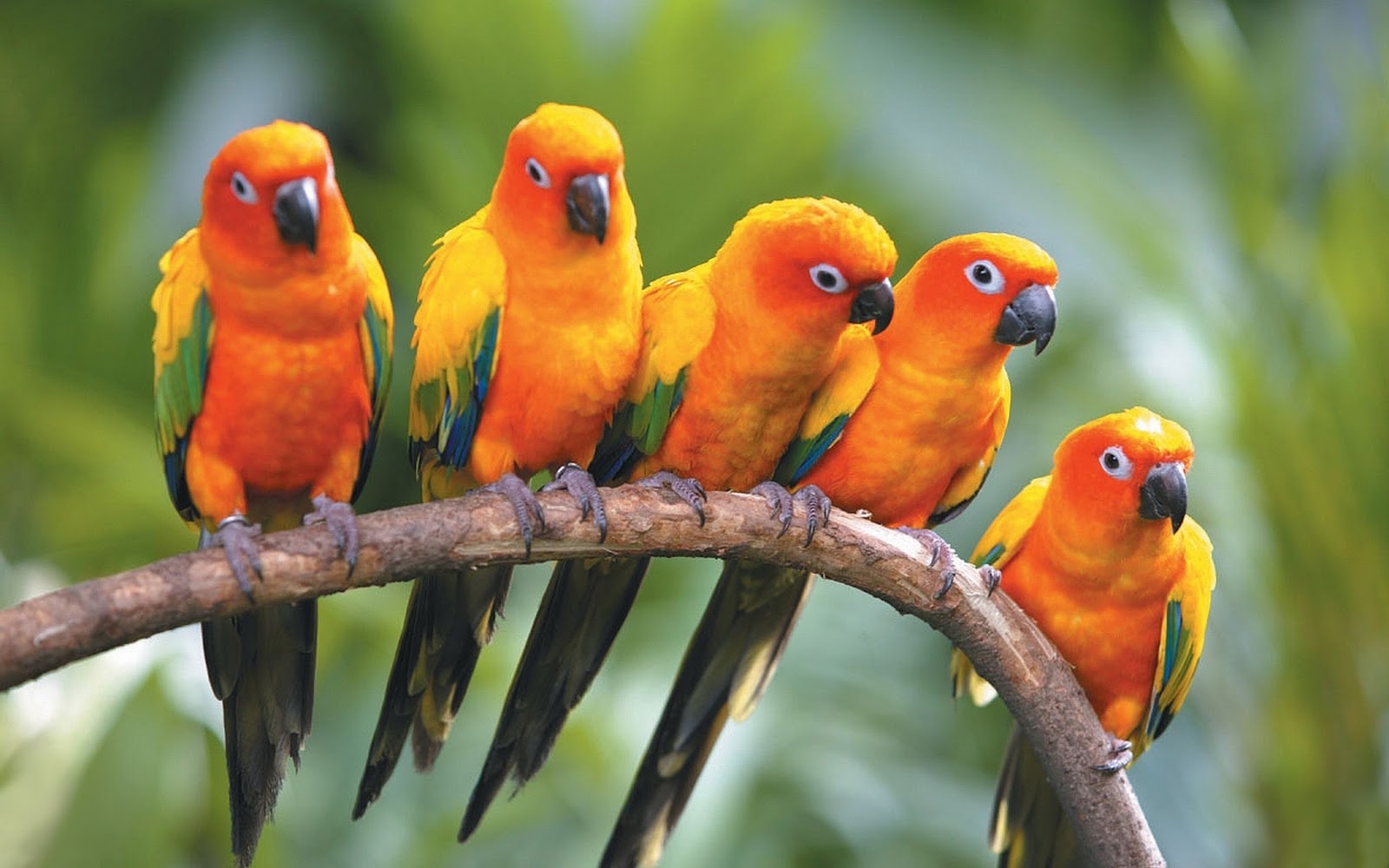 desktop parrot photos australia