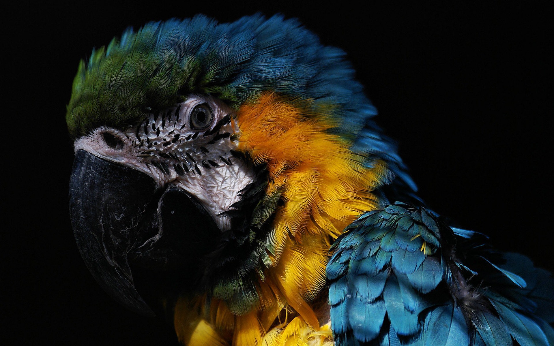 Desktop Parrot Photos