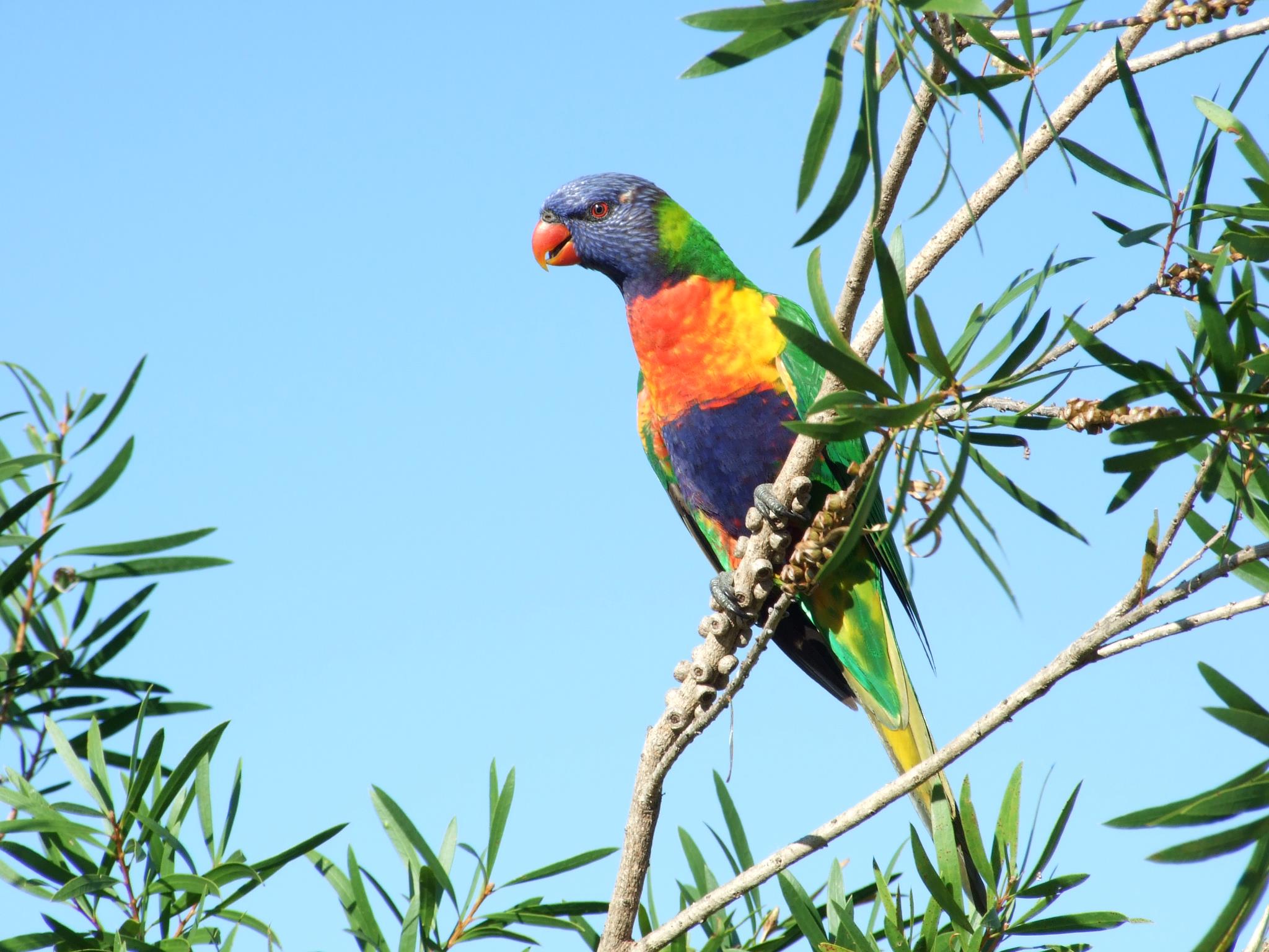 desktop parrot pics australia