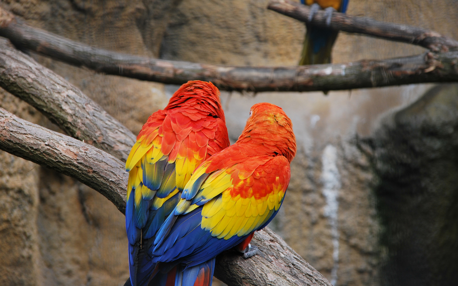 Desktop Parrot Pics Birds Wallpaper