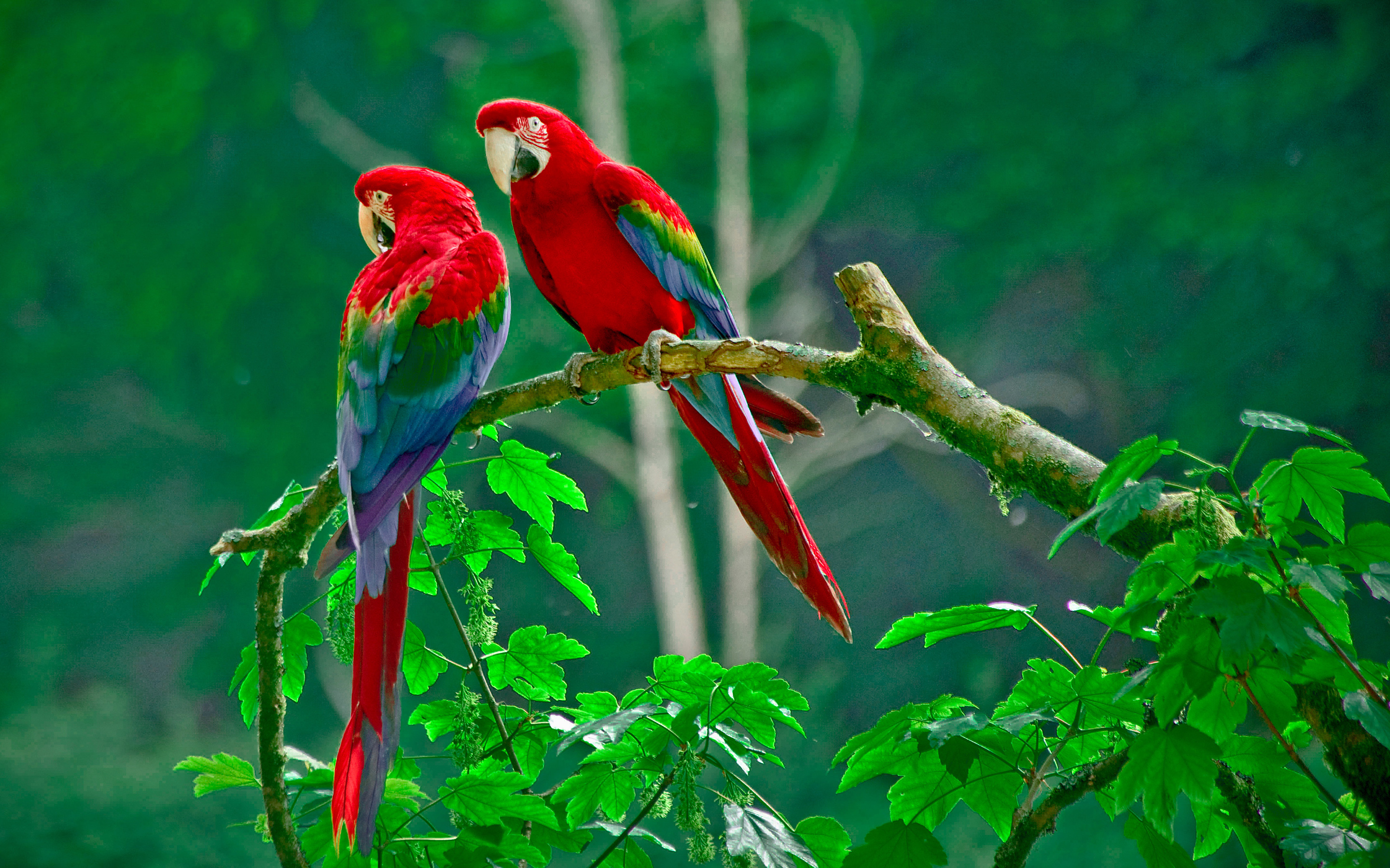 desktop parrots images free download
