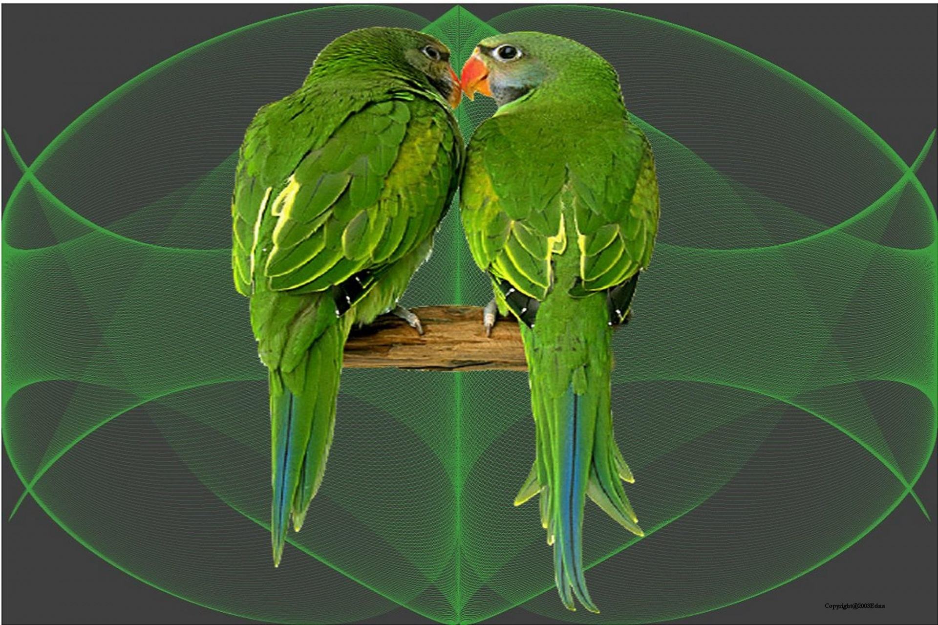 Desktop Parrots Images