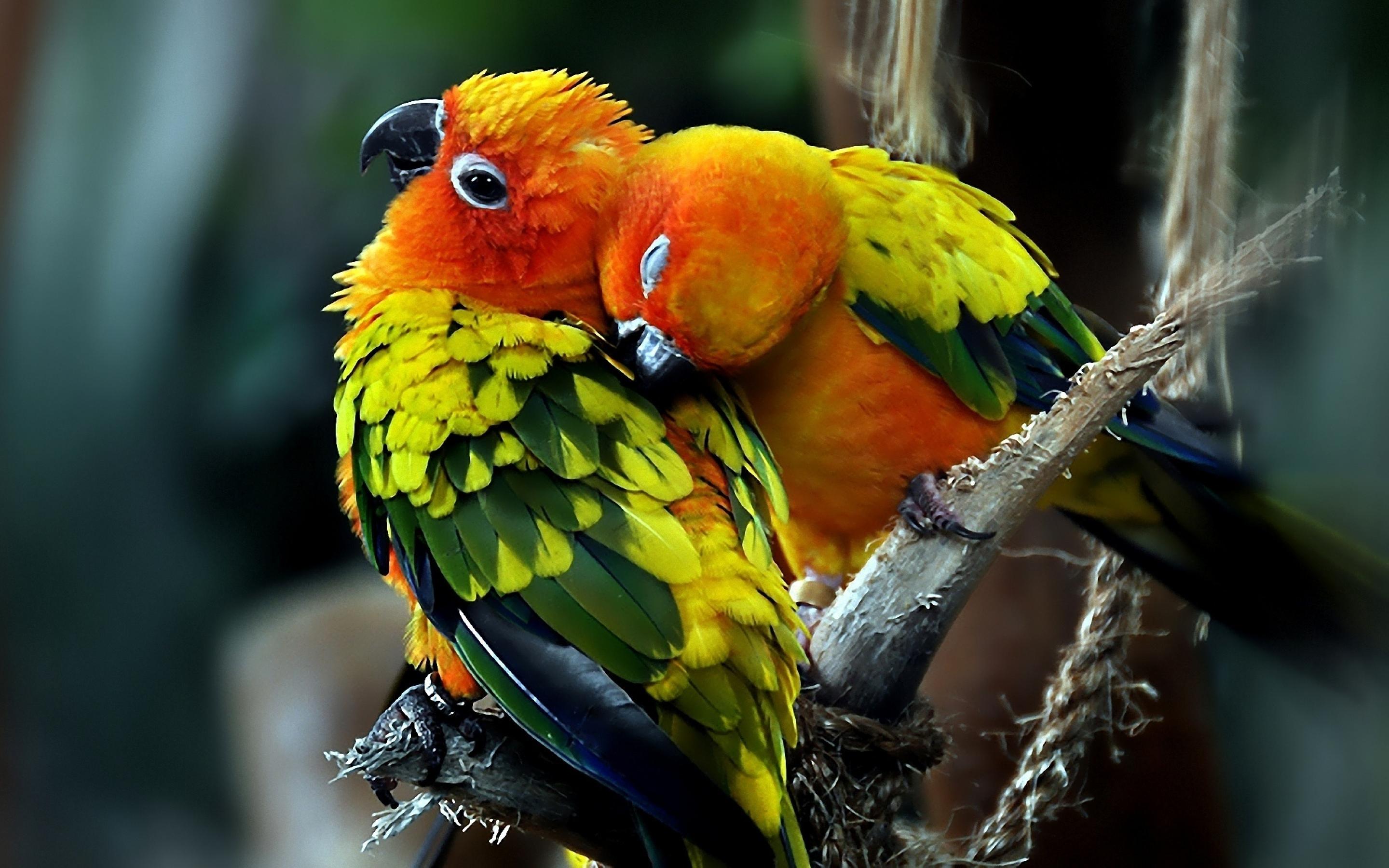 desktop parrots photos