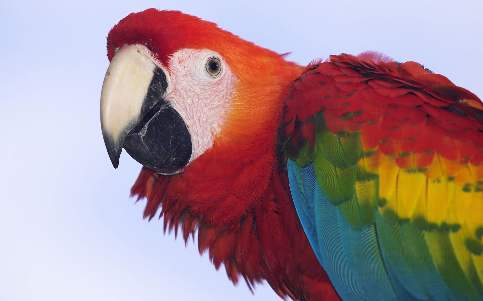desktop parrots pictures gallery