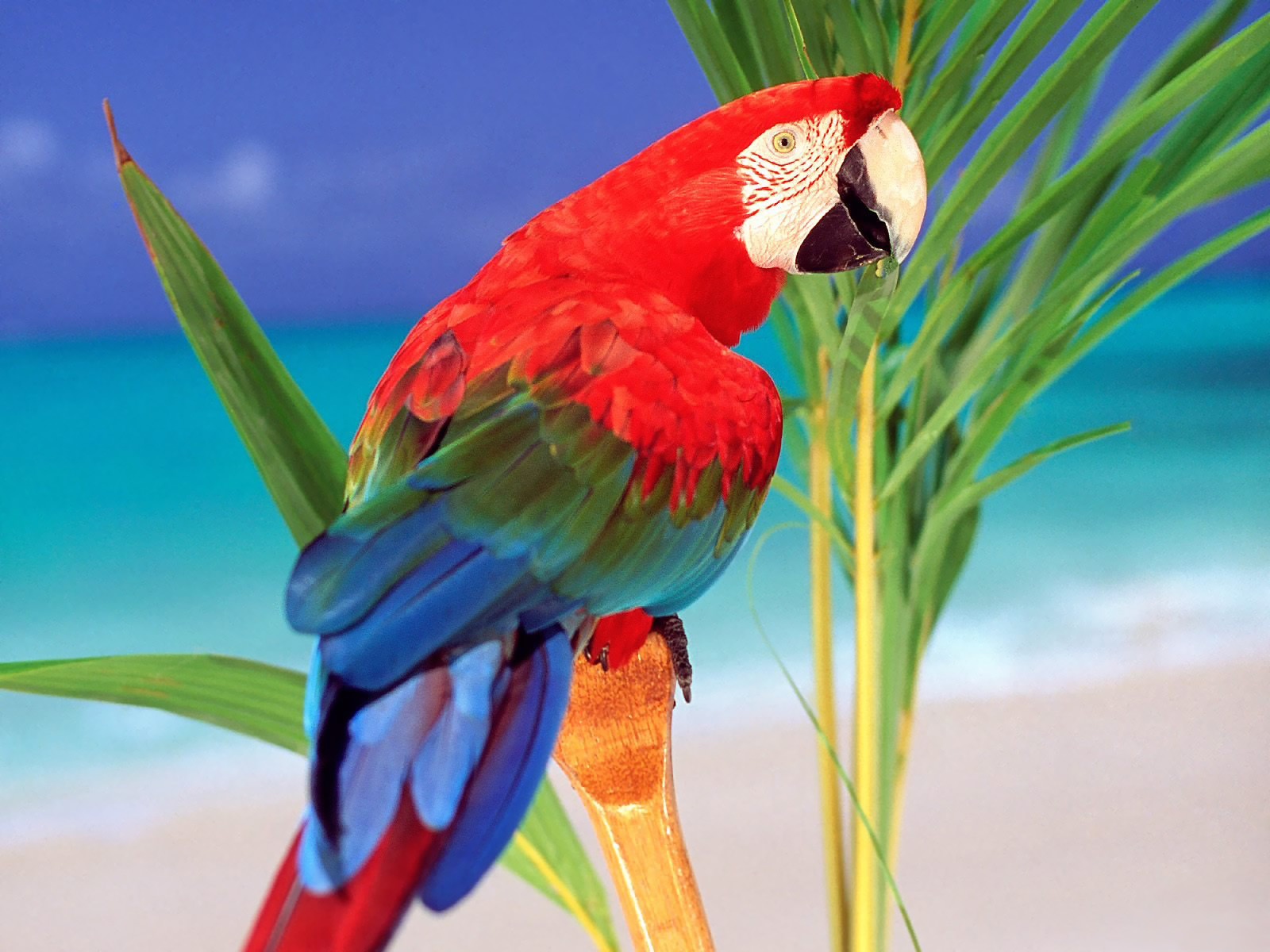 Desktop Parrots Wallpaper