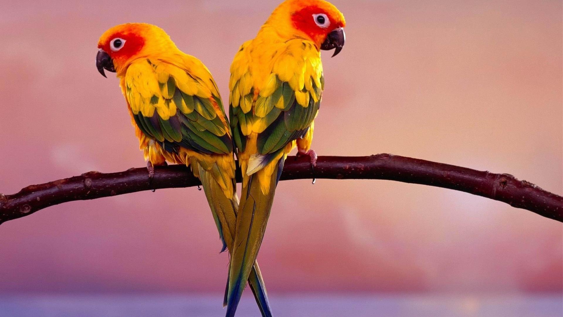 desktop parrots wallpapers hd