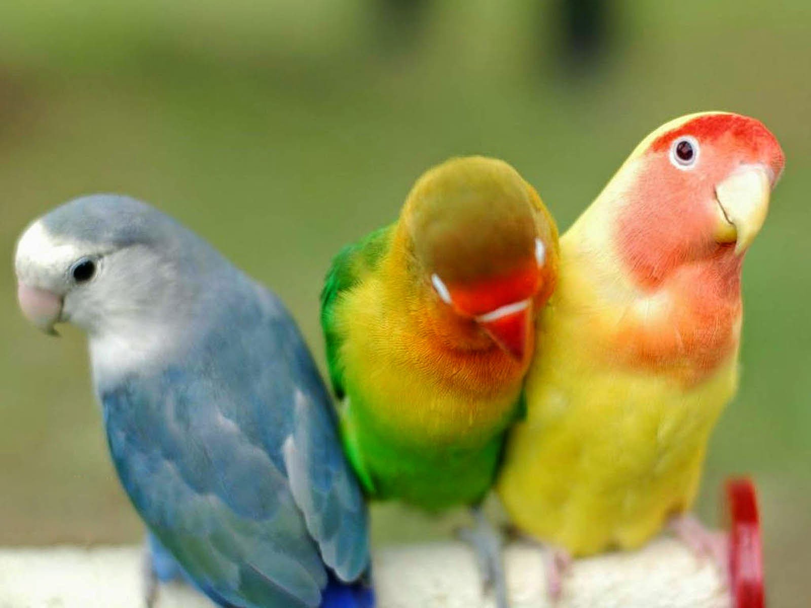 desktop photo of parrots