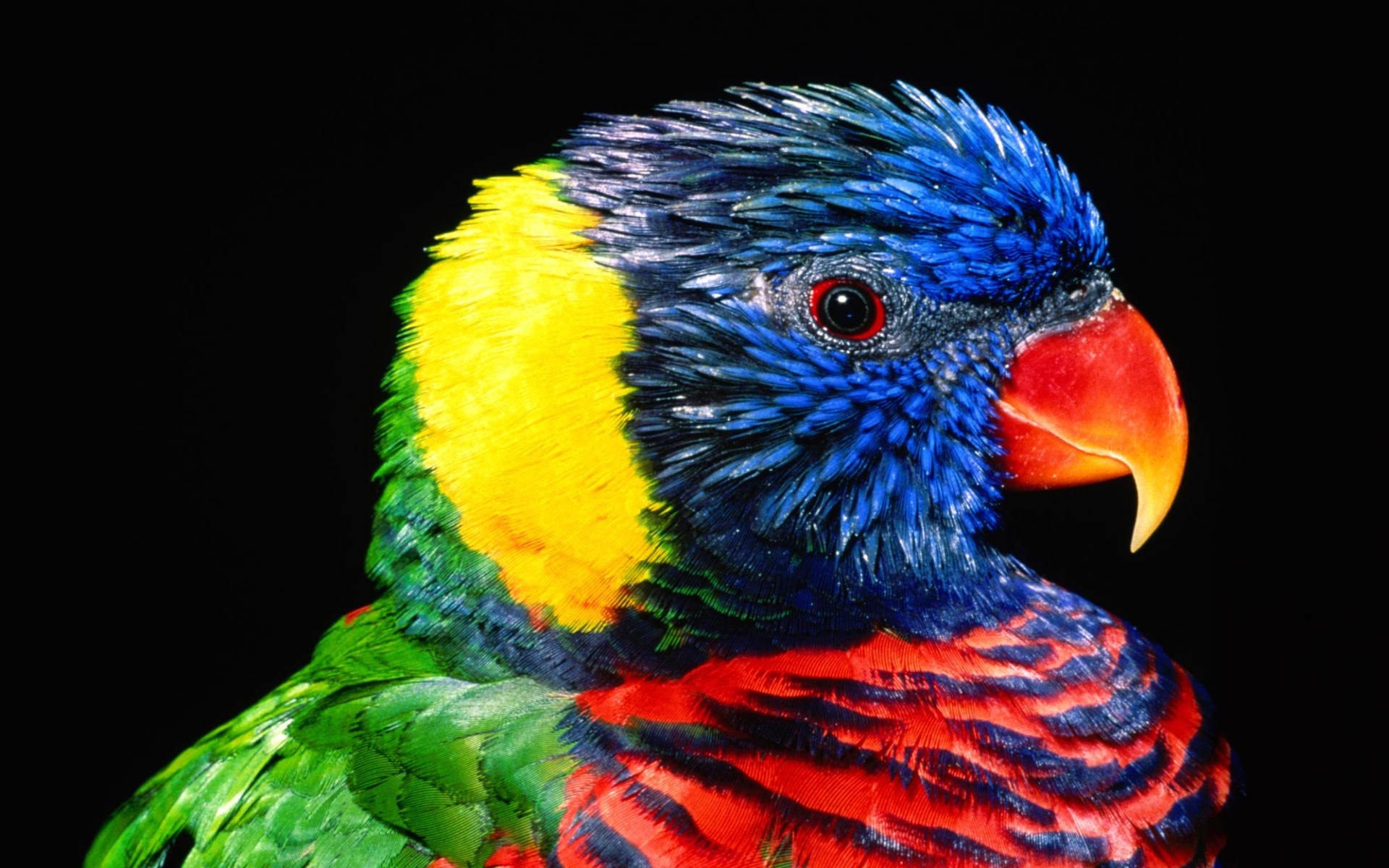 Desktop Photos Of A Parrot Wallpaper