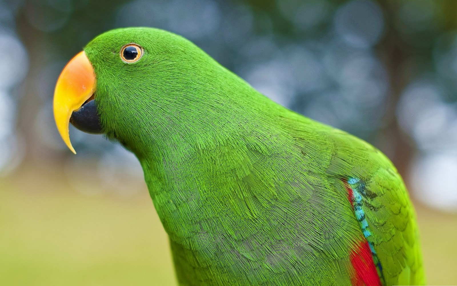 desktop photos of australian parrots