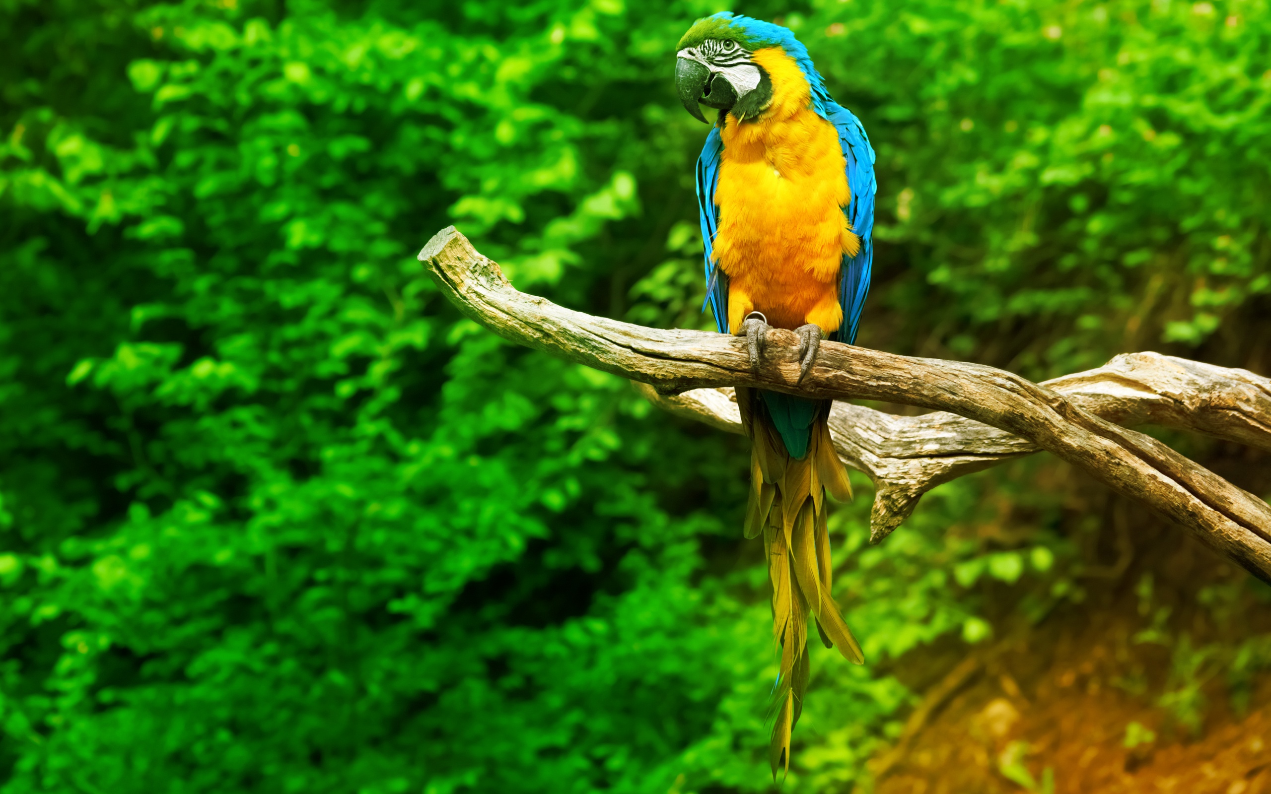 desktop pictures macaw parrots