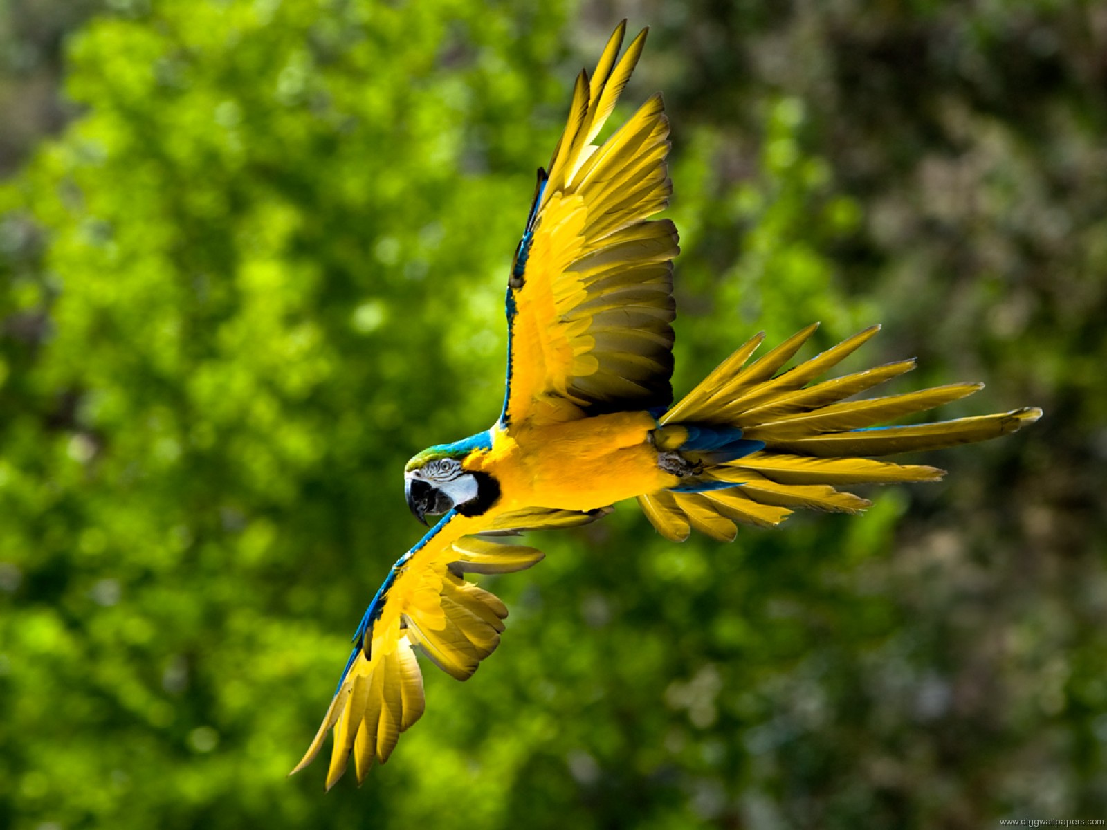 desktop pictures of african parrots wallpaper
