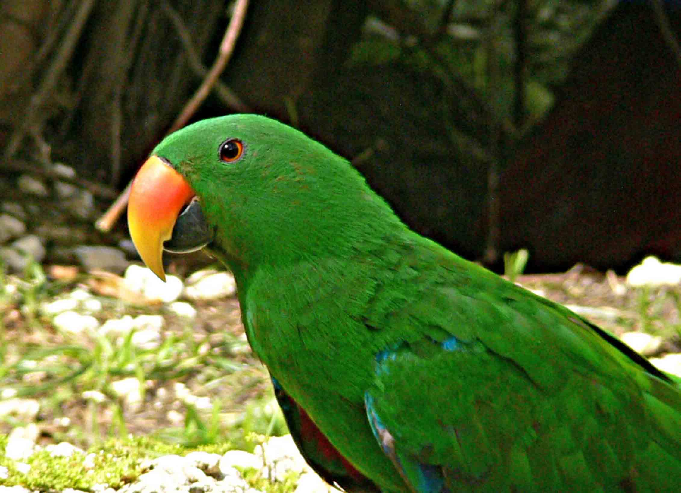 desktop pictures of green parrots wallpaper