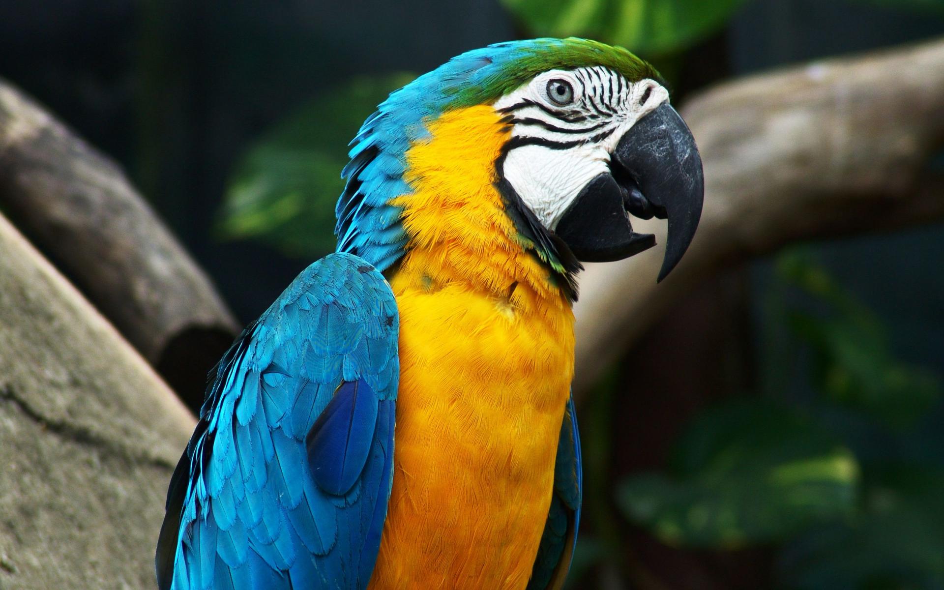 desktop pictures of parrot bird