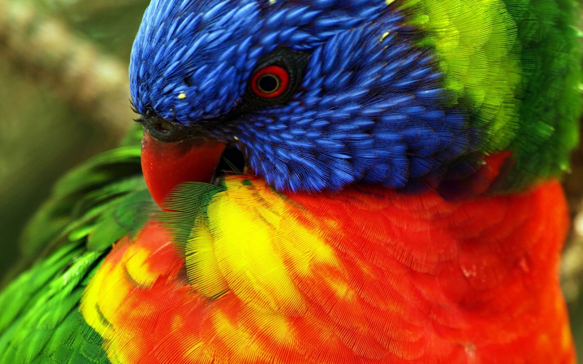desktop pictures of parrots to color