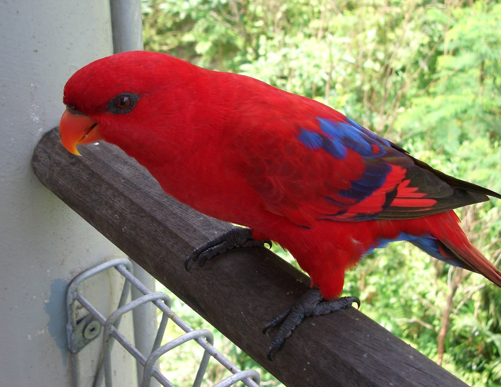 Desktop Pictures Of Red Parrots Wallpaper
