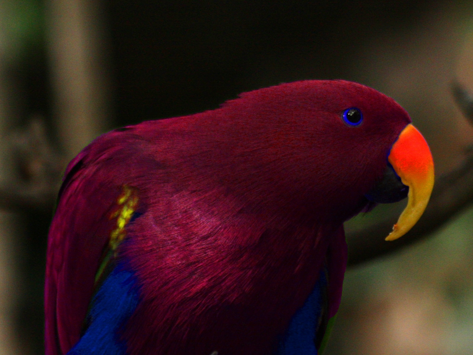 Desktop Red Parrot Pics Download