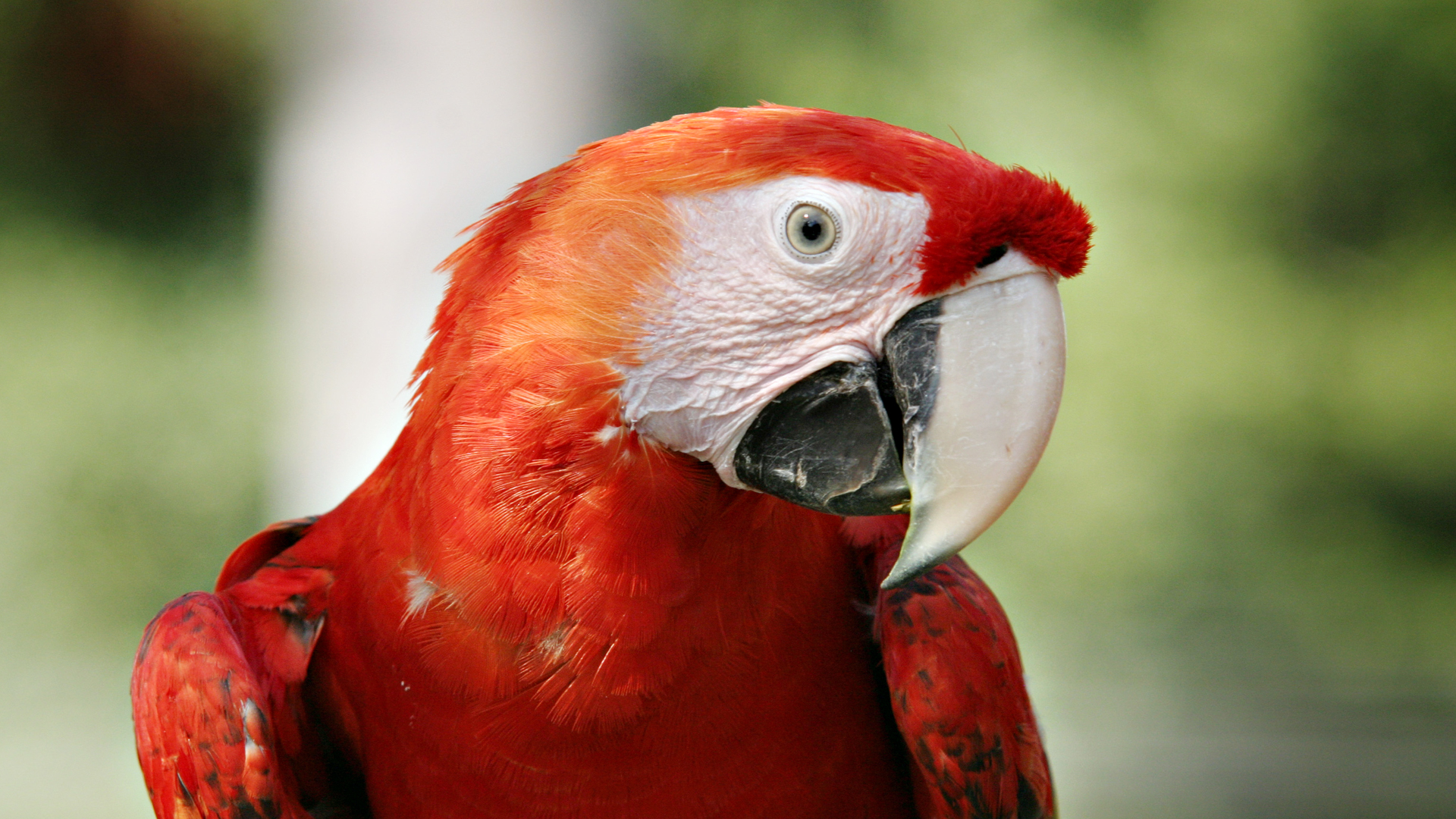 Desktop Red Parrot Pictures